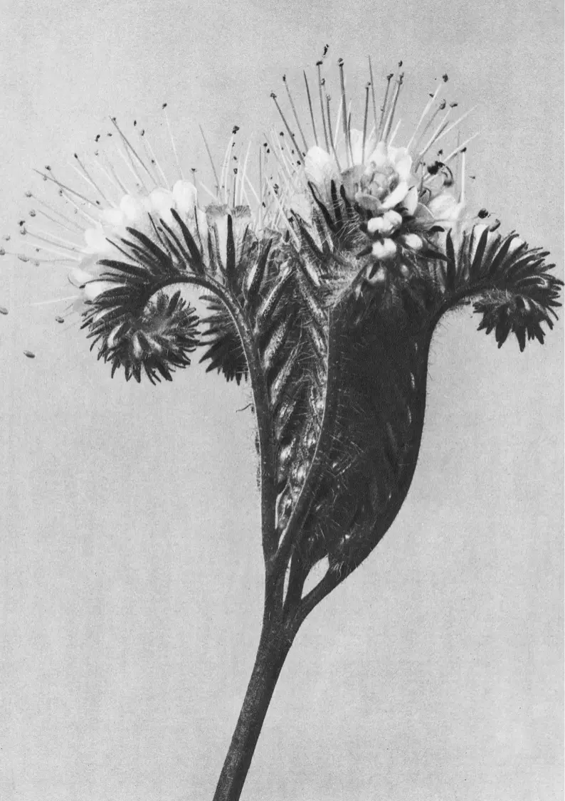 pnn-job 2 Black and white photography close up of a flower.