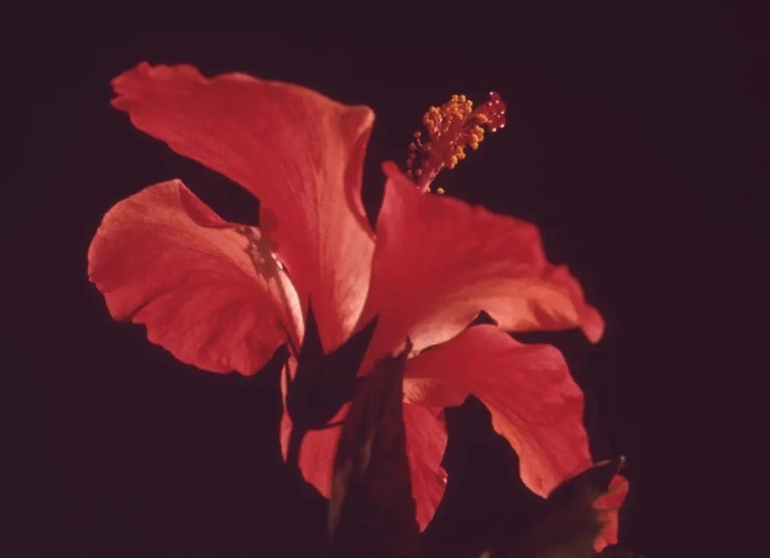 pnn-job 1 Photography close up of a red flower.